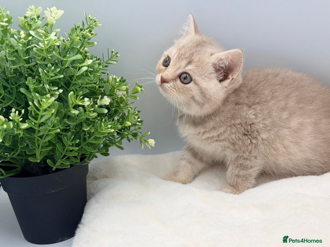 British Shorthair cats for sale: PEDIGREE REGISTERED CHUNKY BRITISH SHORTHAIRS  - Advert 14