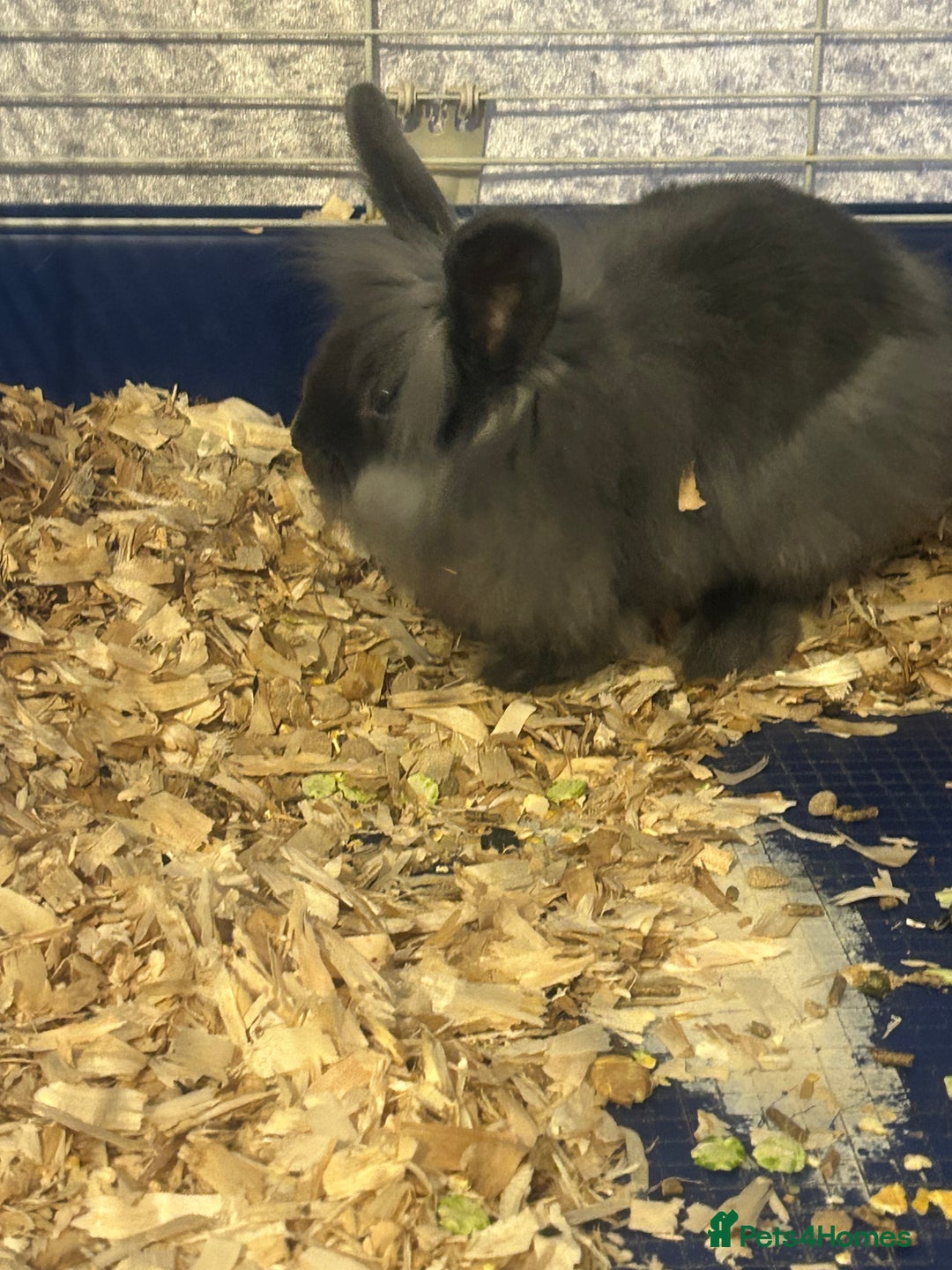 Lionhead rabbits for sale: Lion head buck young rabbit  - Advert 4