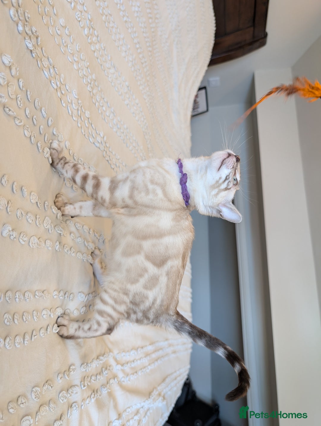 Bengal cats for sale: 🤍🖤🩶 Bengal Kittens 🩶🖤🤍 in Barnoldswick - Image 15