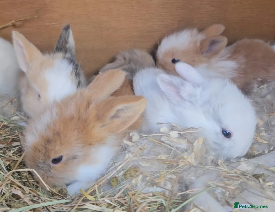 Lionhead rabbits for sale: 7 gorgeous Harlequin Lion Lop bunnies - Advert 1