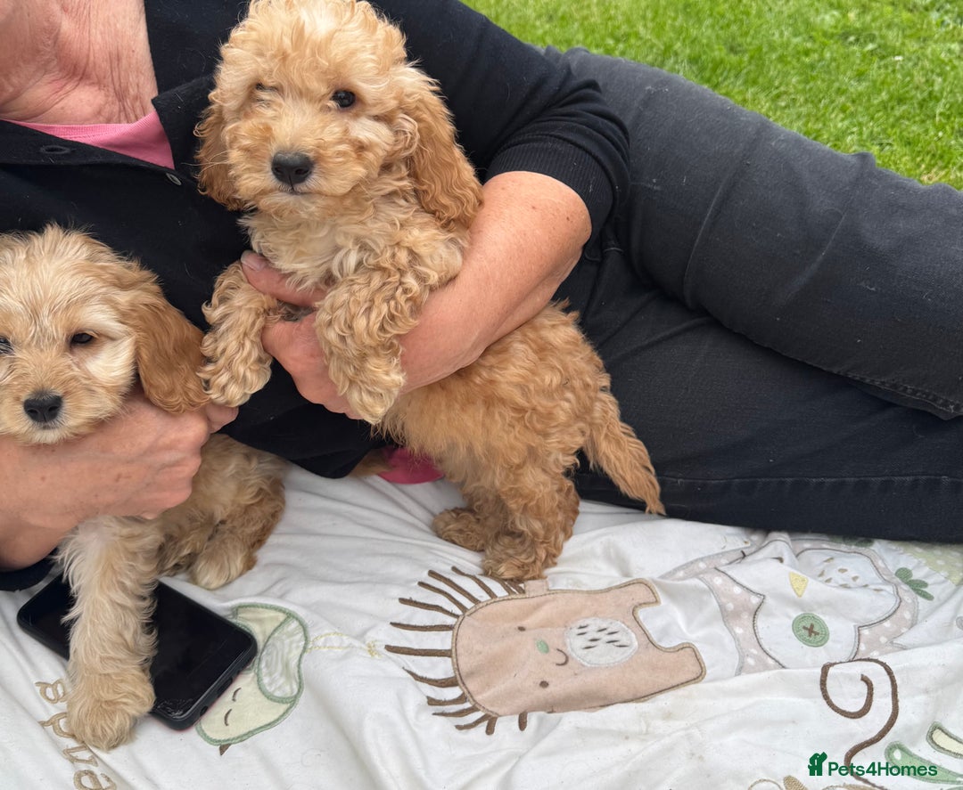 Cockapoo dogs for sale: BEAUTIFUL COCKAPOO PUPPIES  - Image 3