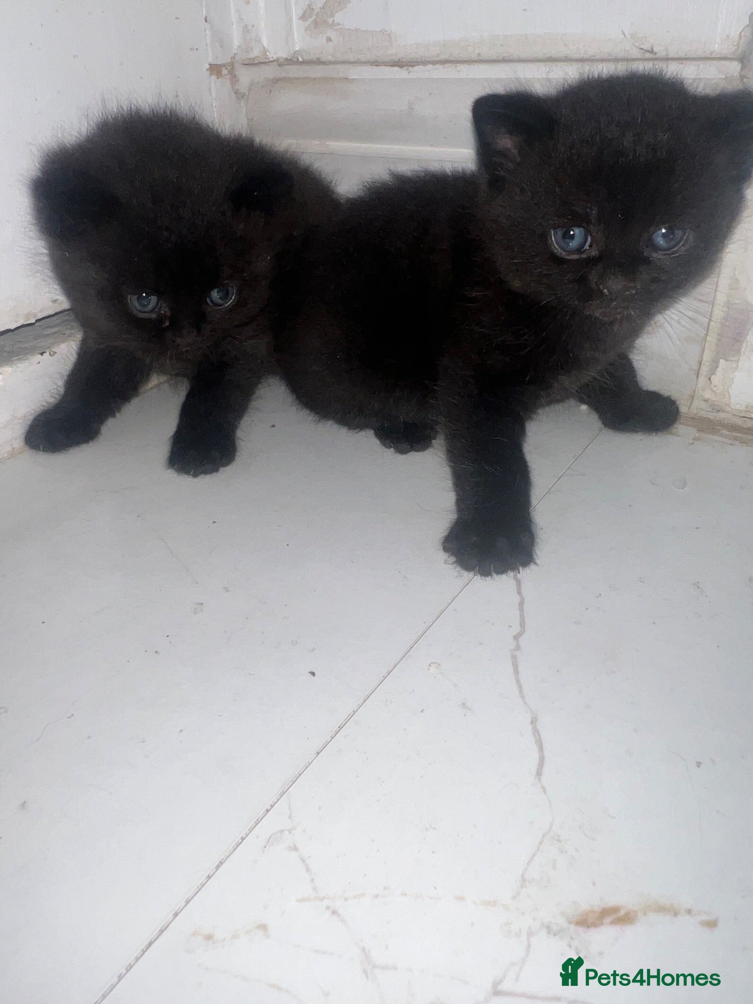 British Shorthair cats British shorthair cross kittens - Advert 1
