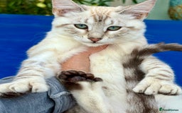 Savannah cats for sale: Breath taking rare girl - Image 2