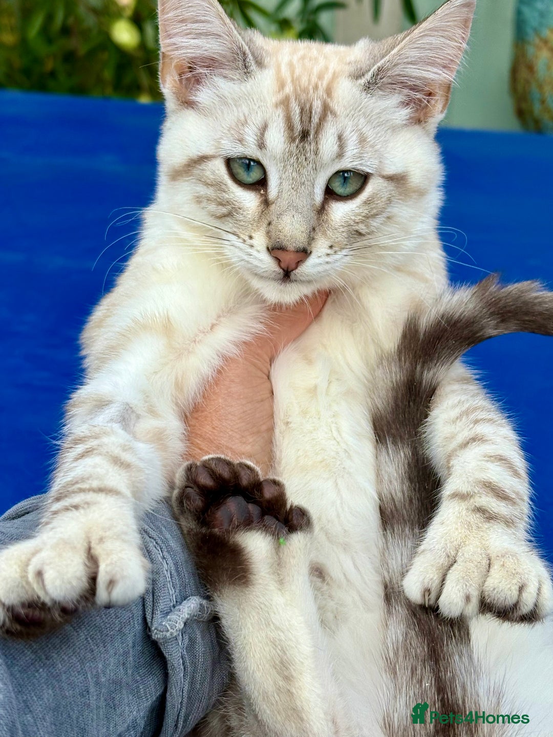 Savannah cats for sale: Breath taking rare girl - Image 2