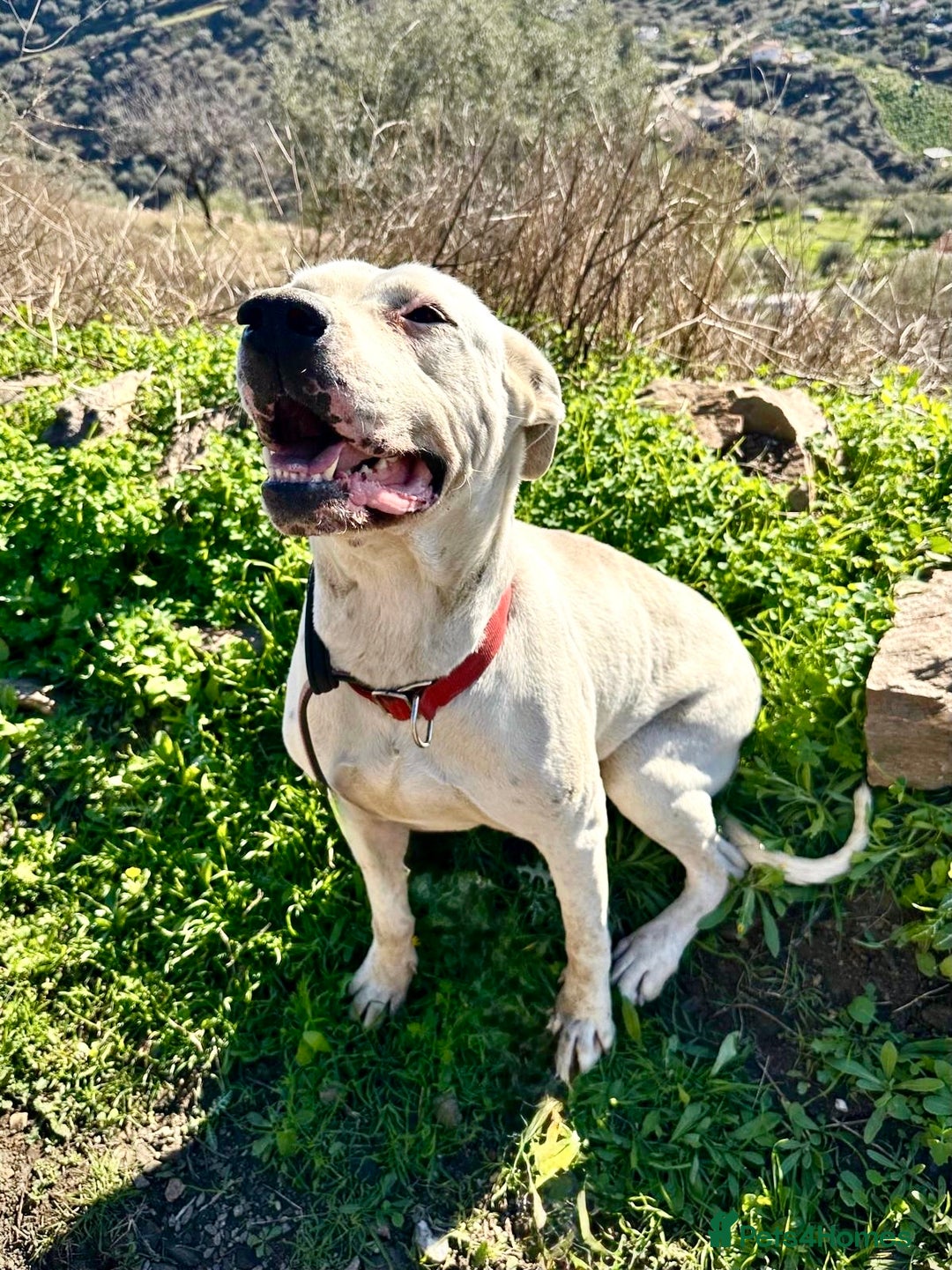 Mixed Breed dogs for adoption: 🚨‼️URGENT‼️🚨 Zeus🐾 - Advert 3