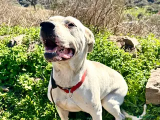 Mixed Breed dogs 🚨‼️URGENT‼️🚨 Zeus🐾 - Advert 14