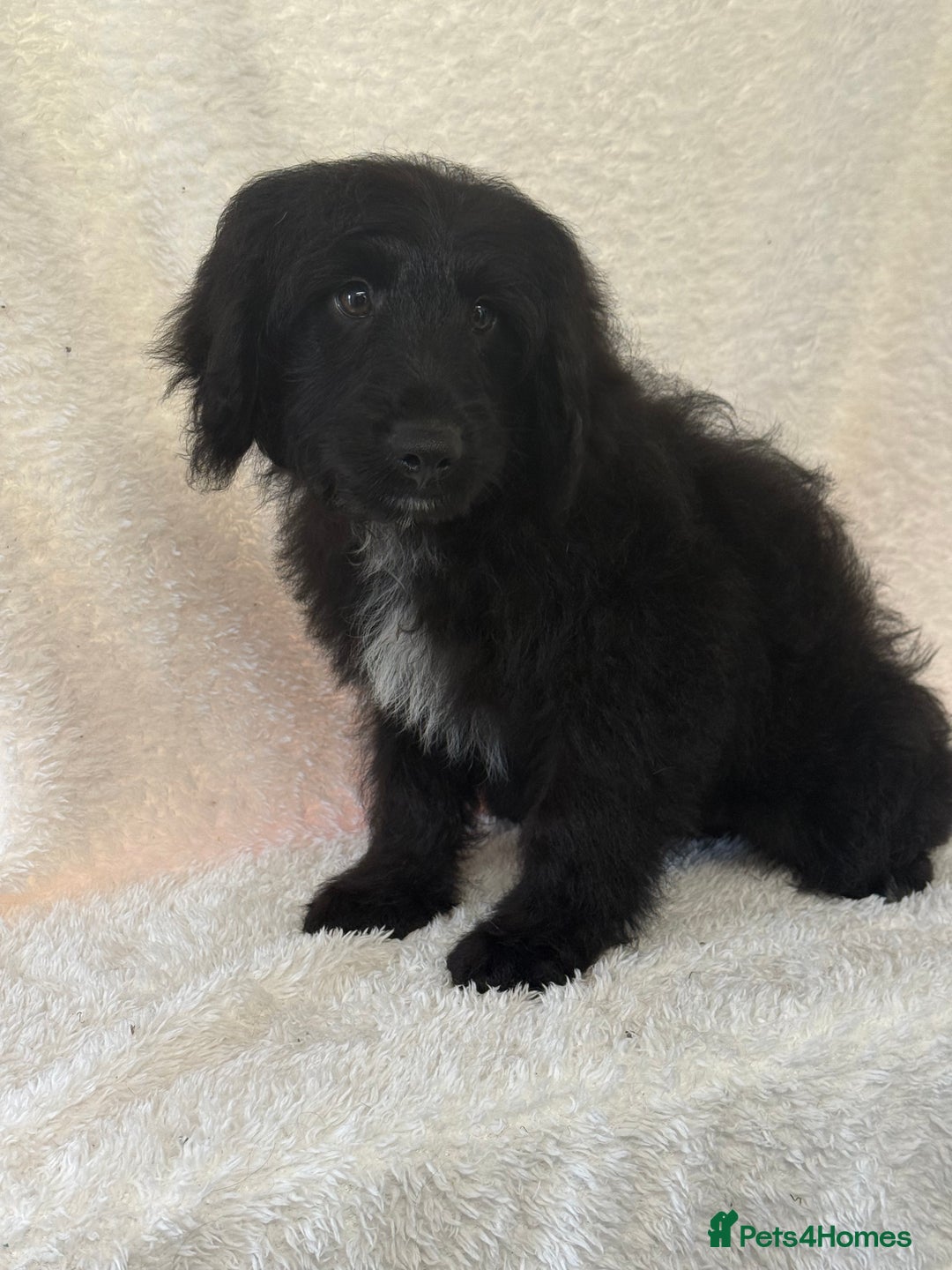 Aussiedoodle dogs for sale: Miniature Aussie Doodles FULLY VACCINATED  - Image 4