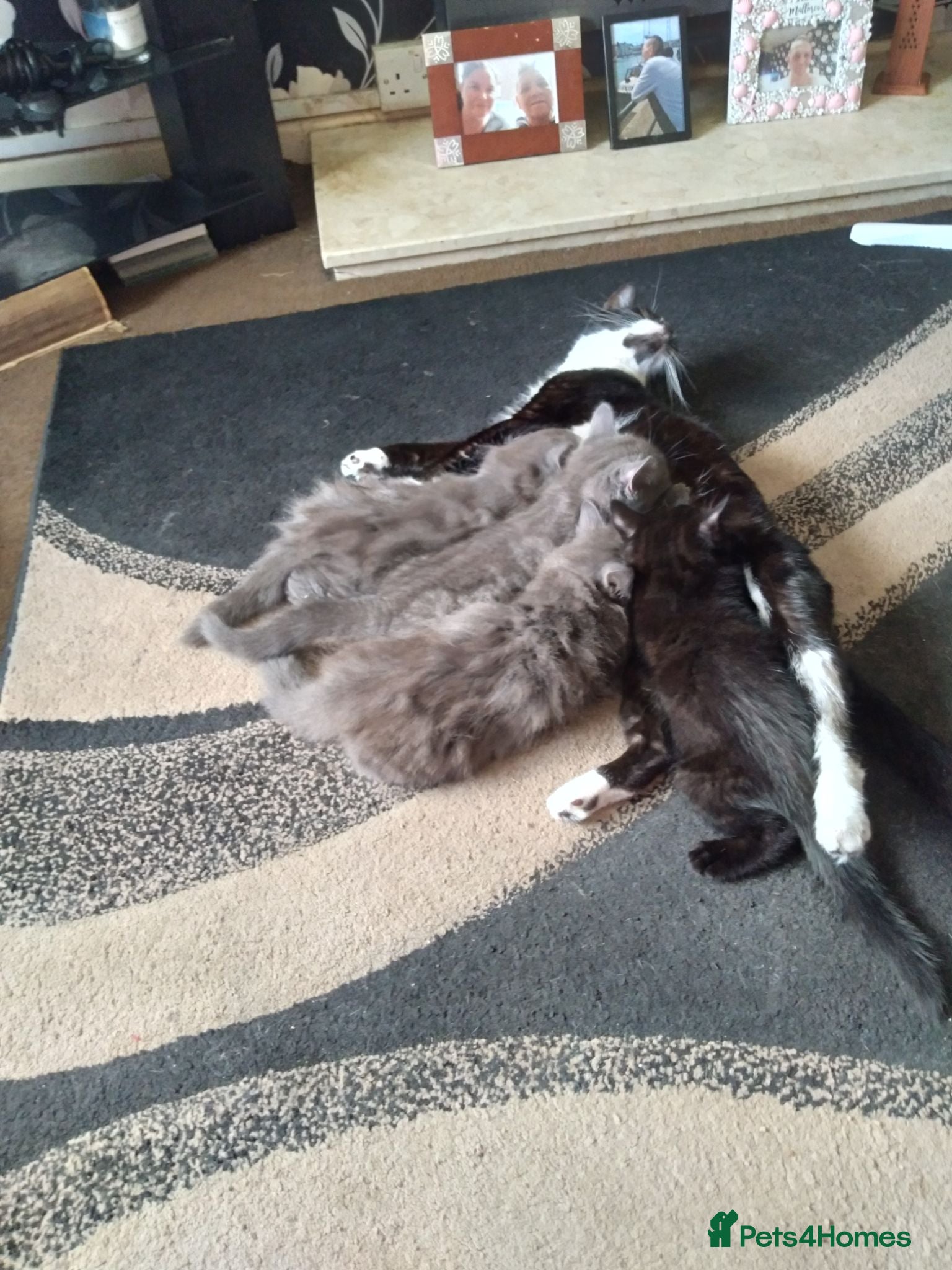 Mixed Breed cats  male kitten looking for loving forever home  - Advert 1