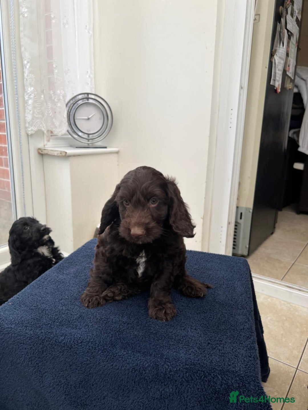 Cockapoo dogs for sale: 8 cockapoo - Image 1