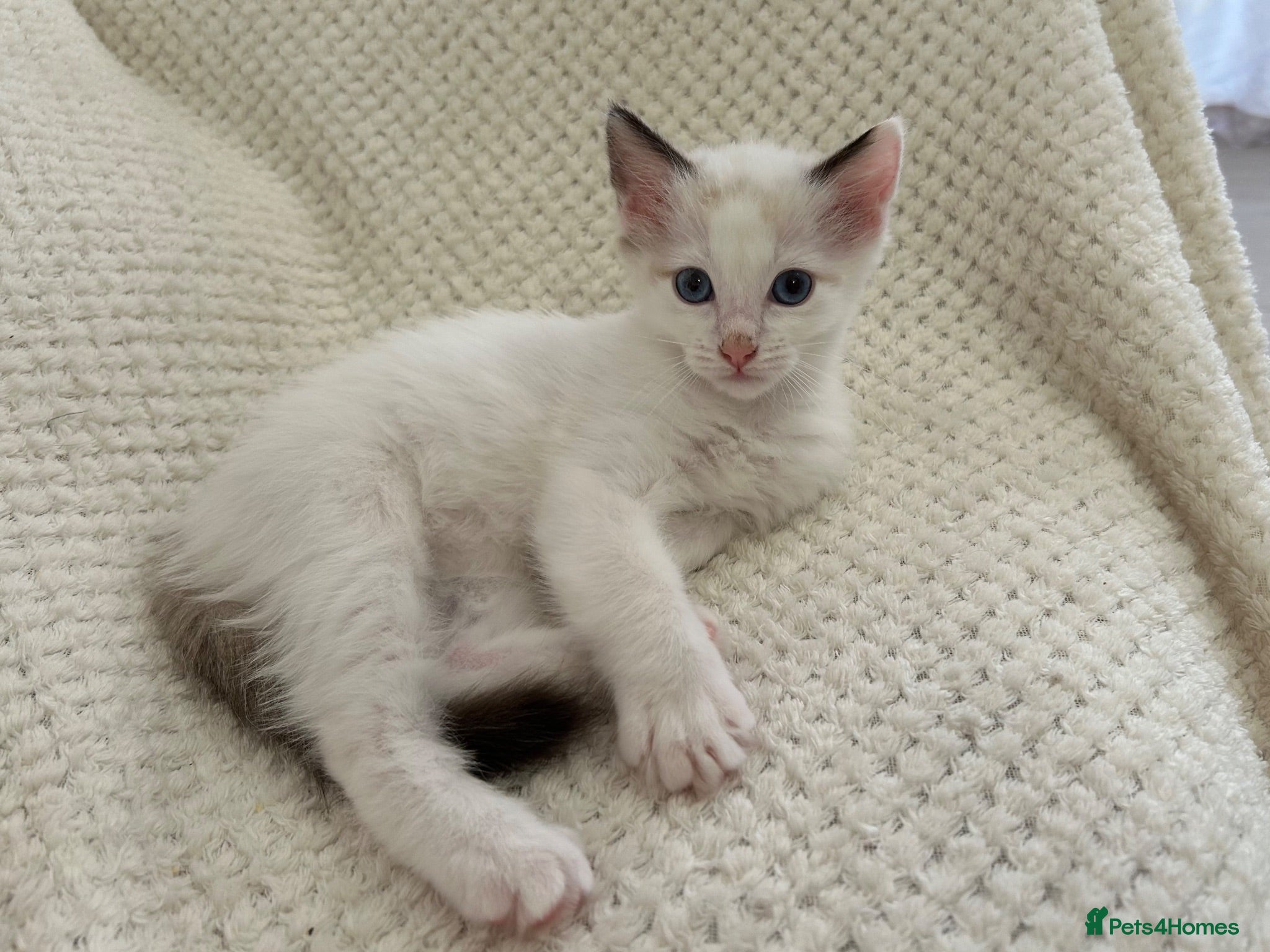 Ragdoll cats Lilac Bicolour Ragdoll Kittens - Advert 16