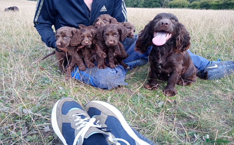 Cocker Spaniel dogs - Advert 2