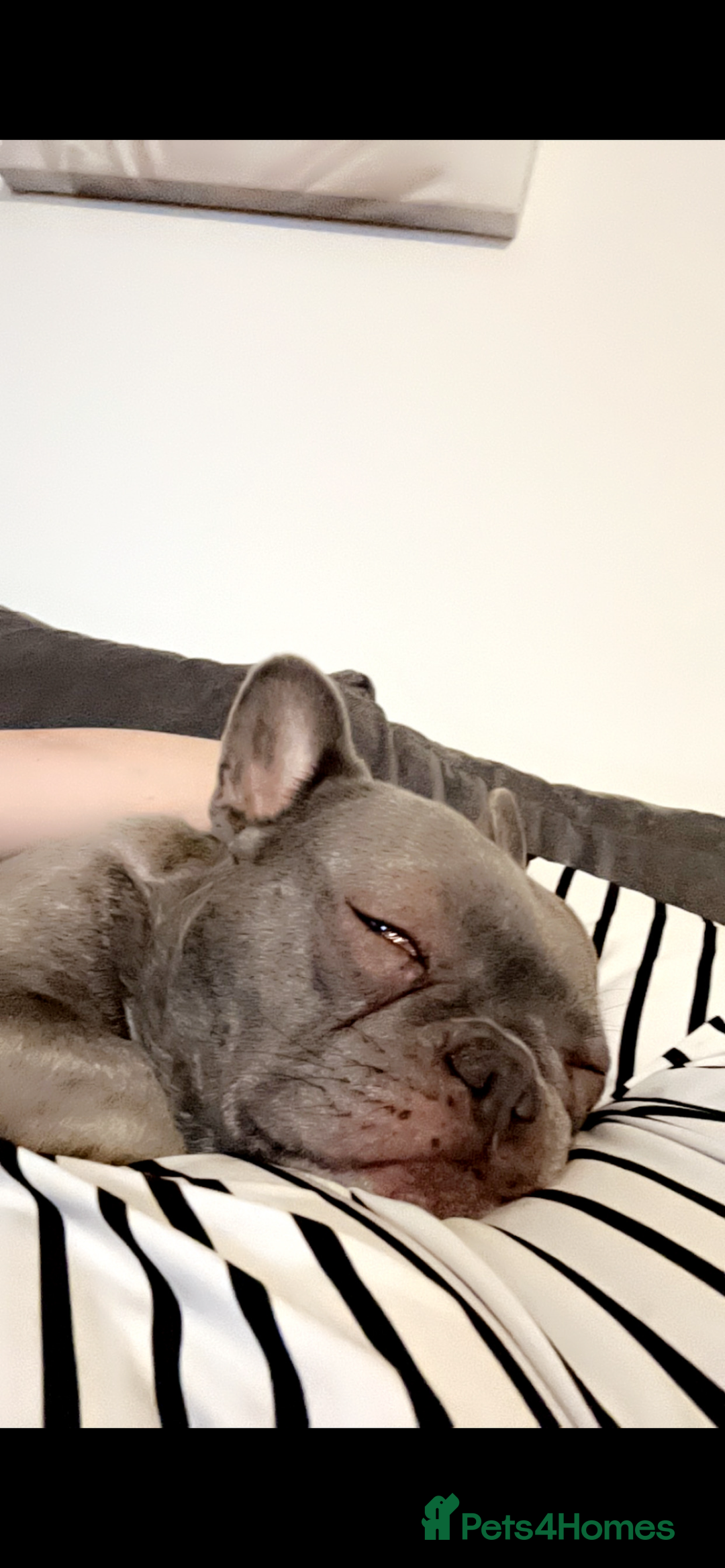 French Bulldog dogs for sale: Female French bull dog - Image 4