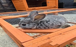 Lionhead rabbits for sale: Lionhead x - Image 4