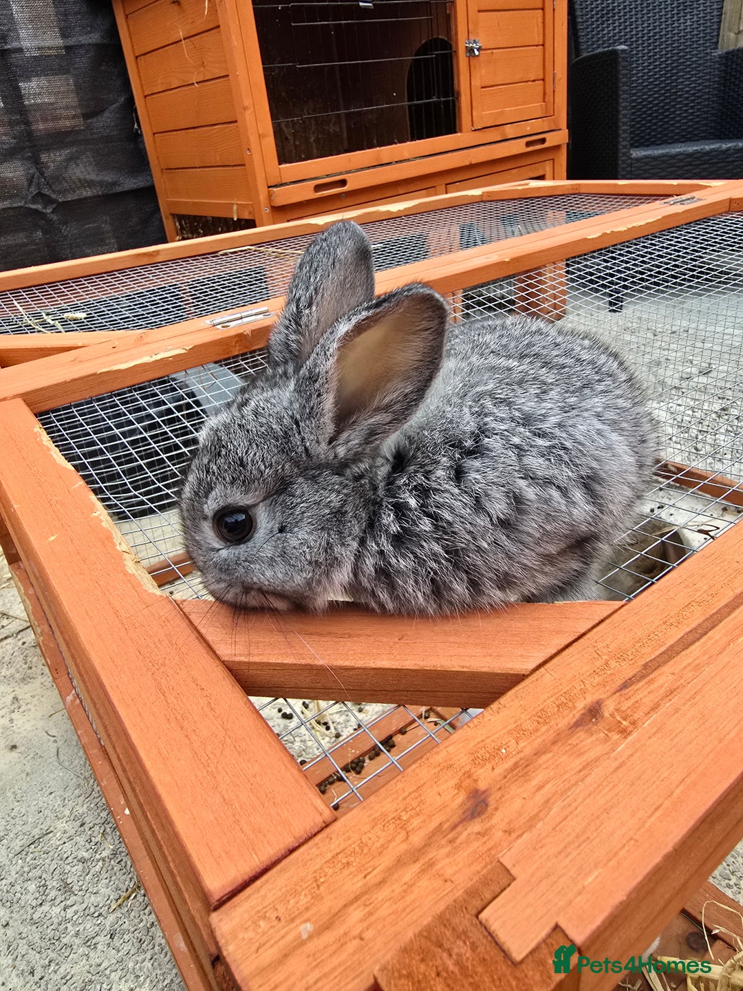 Lionhead rabbits for sale: Lionhead x - Image 4