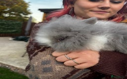 Mini Lion Lop rabbits for sale: Bunny’s !! - Image 7