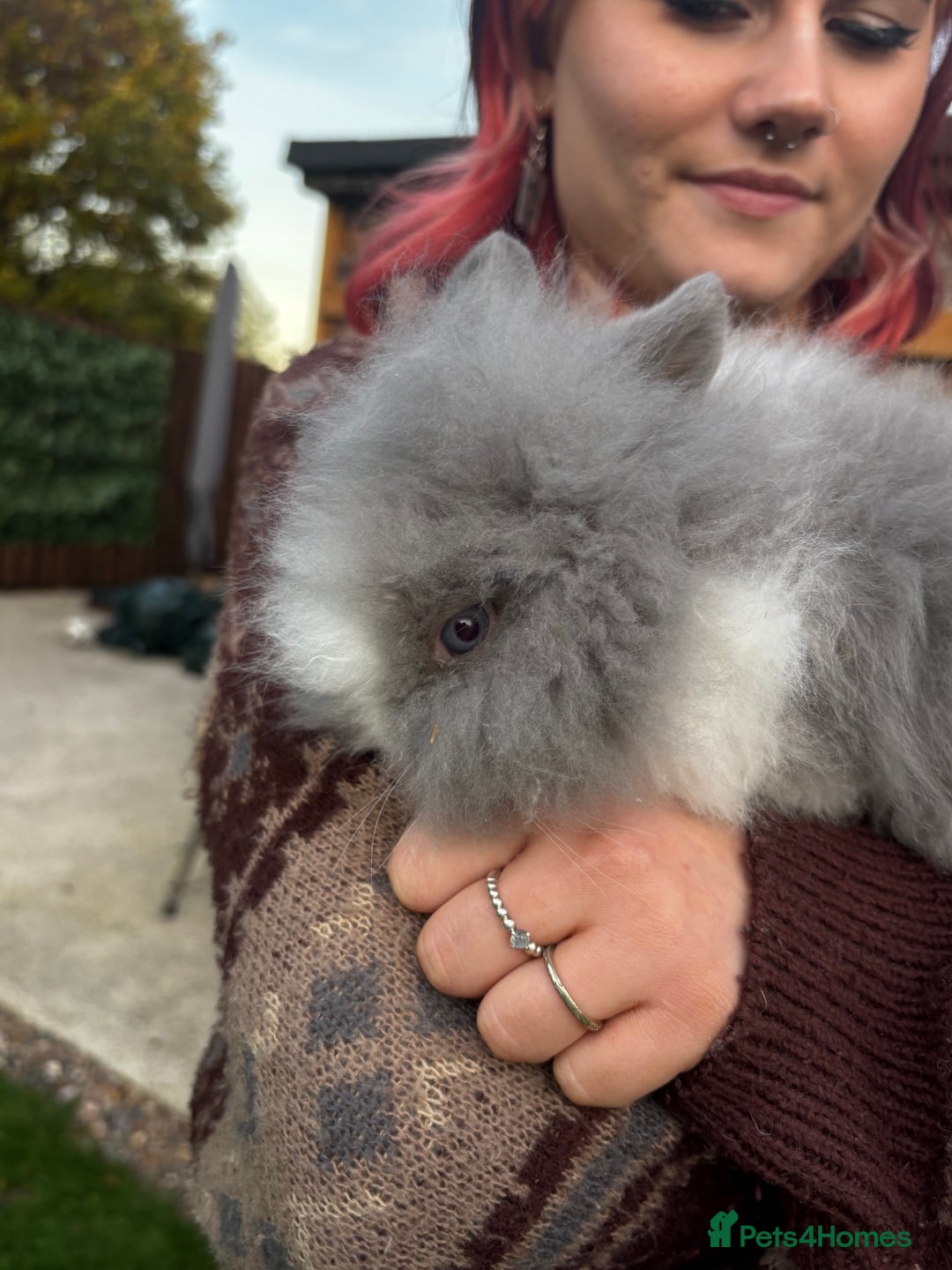 Mini Lion Lop rabbits for sale: Bunny’s !! - Image 7