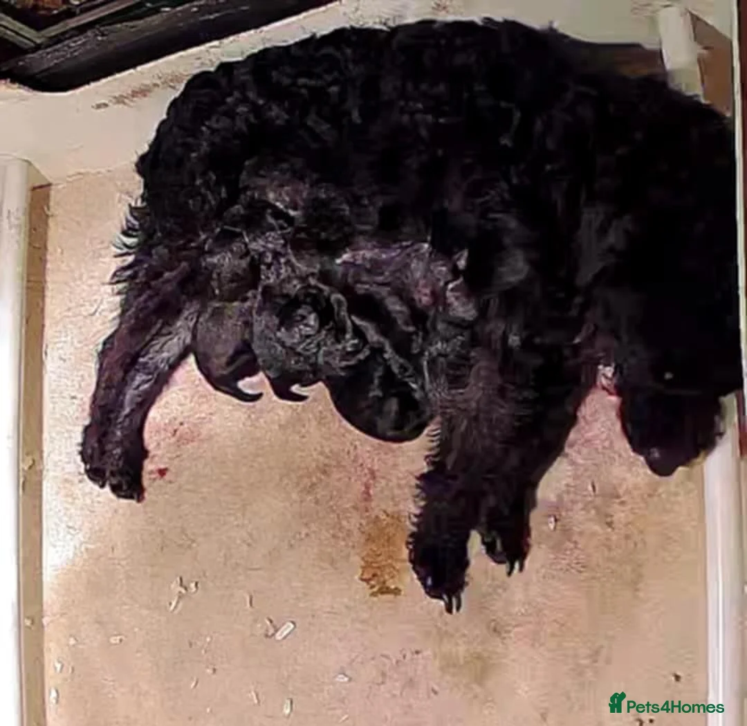 Patterdale Terrier dogs for sale: Male patterdale terrier pup - Advert 7