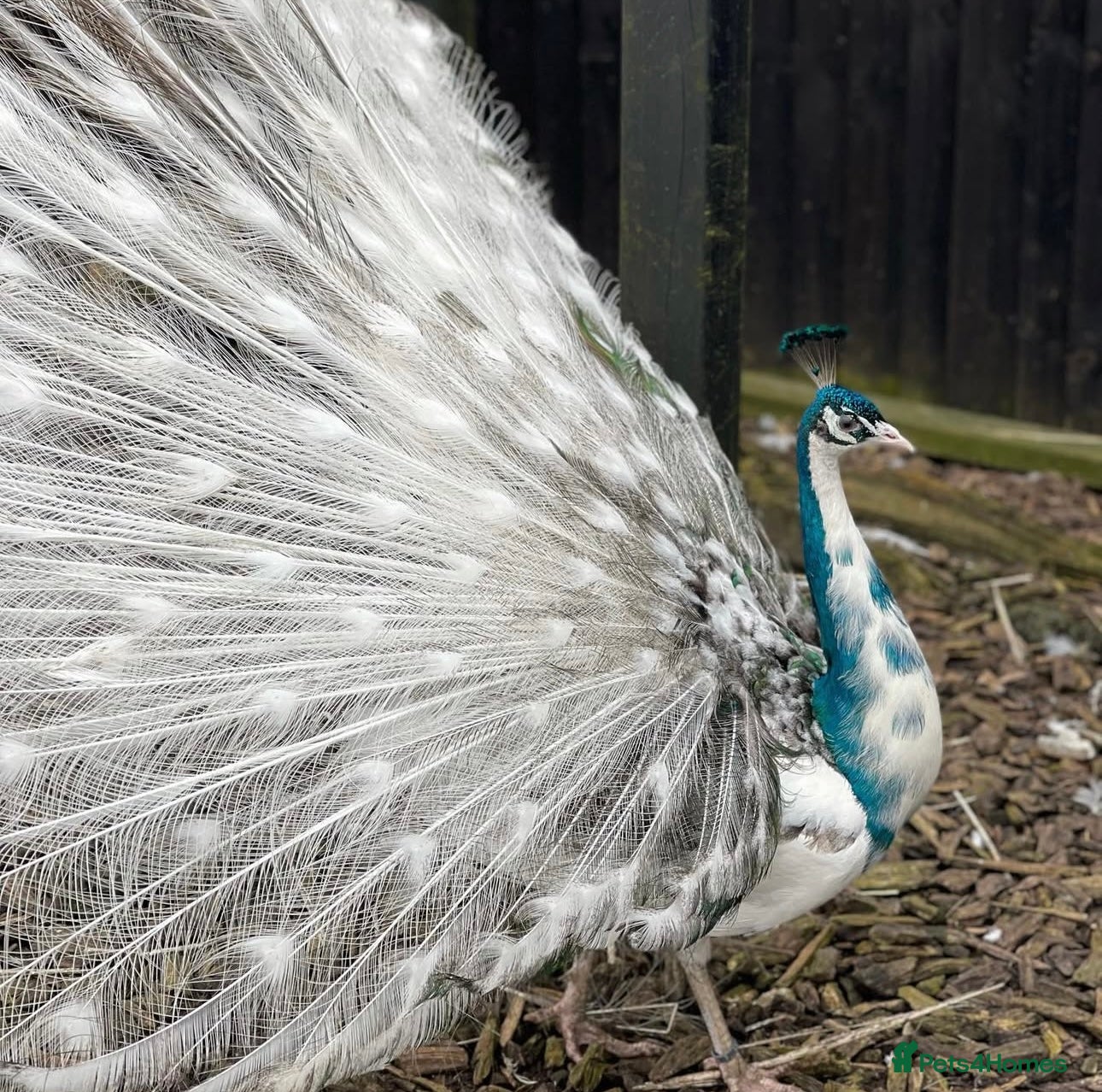 Peafowl poultry Peacocks 🦚 Peahens FOR SALE - Advert 9