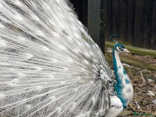 Peafowl poultry Peacocks 🦚 Peahens FOR SALE - Advert 15