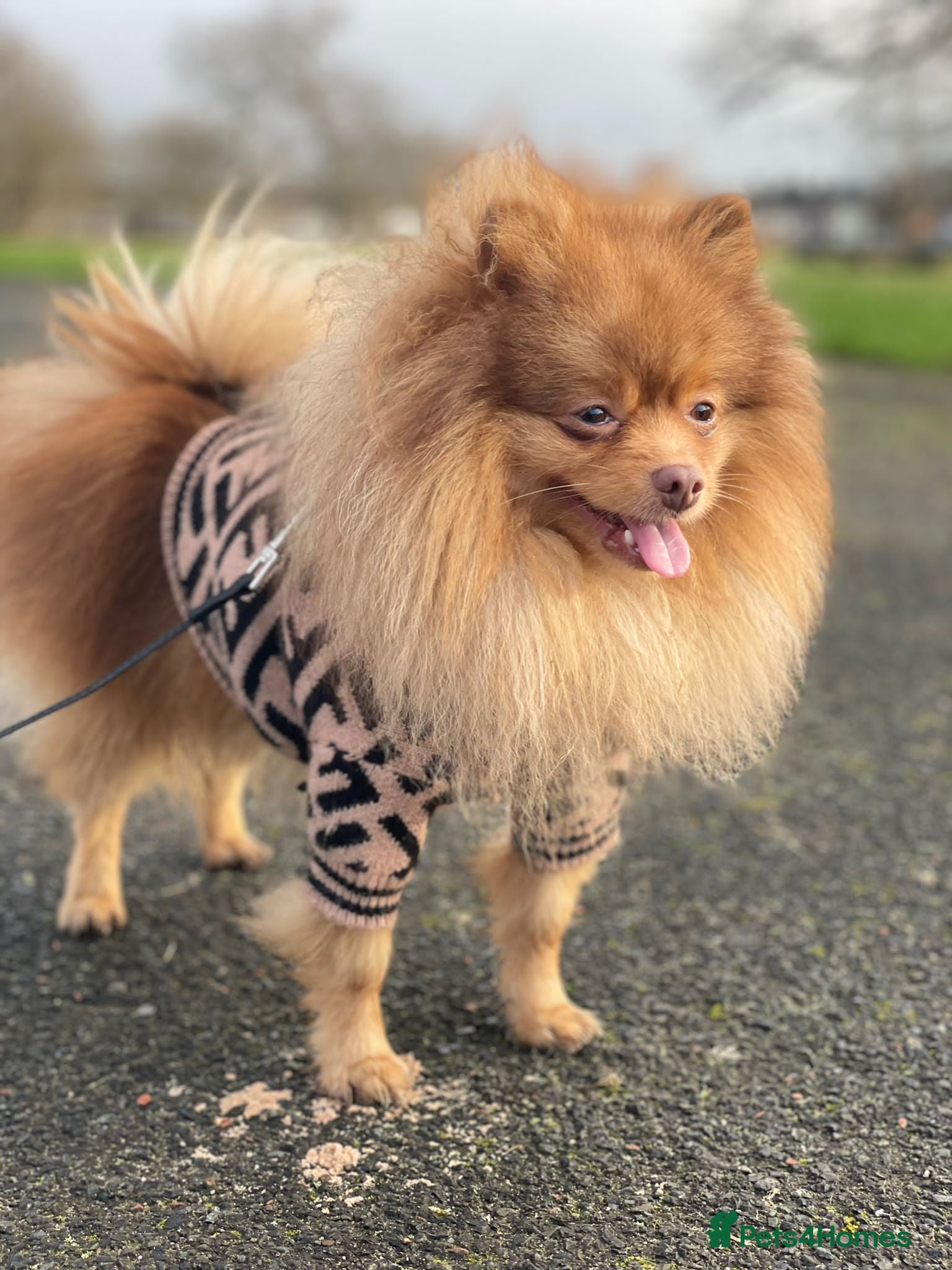 Pomeranian dogs Cobee (PROVEN)  ( STUD ONLY ) (PRODUCING MERLES)   in Liverpool - Advert 20