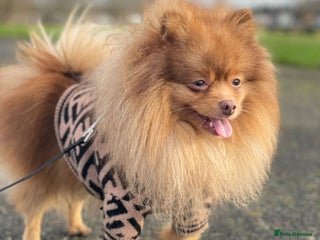 Pomeranian dogs in Liverpool - Advert 17