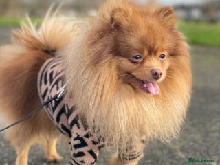 Pomeranian dogs Cobee (PROVEN) ( STUD ONLY ) (PRODUCING MERLES) in Liverpool - Advert 5