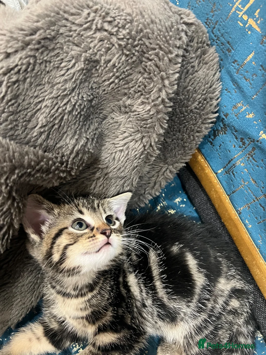 Mixed Breed cats for sale: 🐾 GORGEOUS KITTENS READY FOR THEIR NEW HOMES! 🐾 - Advert 2