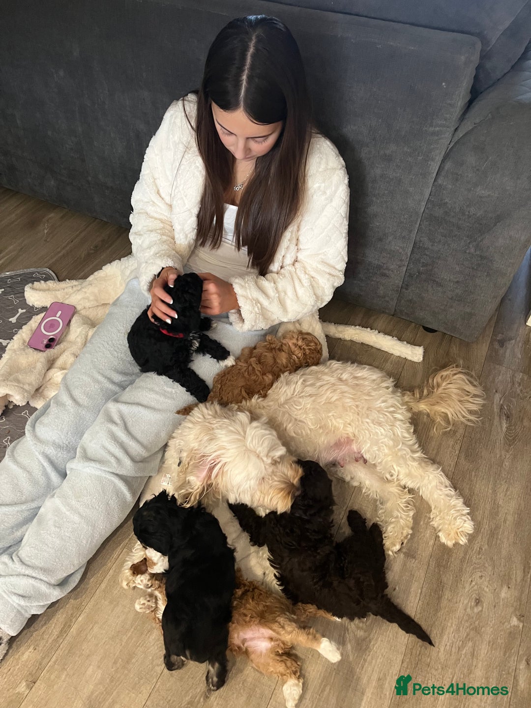 Cockapoo dogs for sale: Beautiful cockapoo puppies  - Advert 8