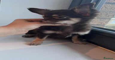 Chihuahua dogs READY TO GO TINY LONGHAIR CHIHUAHUA  - Advert 4