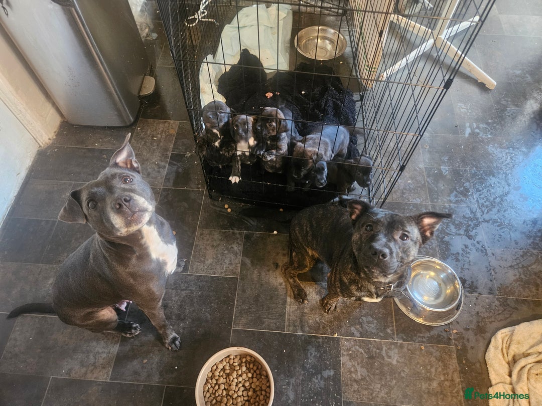 Mixed Breed dogs for sale: Staffy cross jacksui - Advert 1
