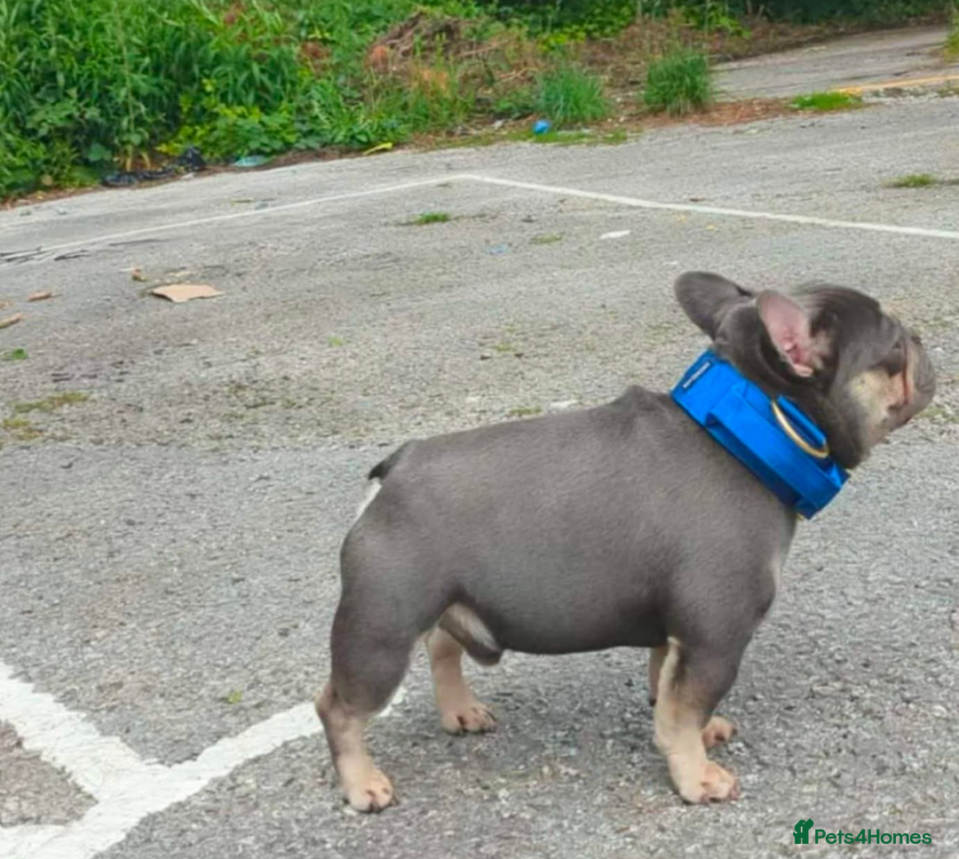 French Bulldog dogs for stud: Smallest proven micro stud in the uk - Advert 6