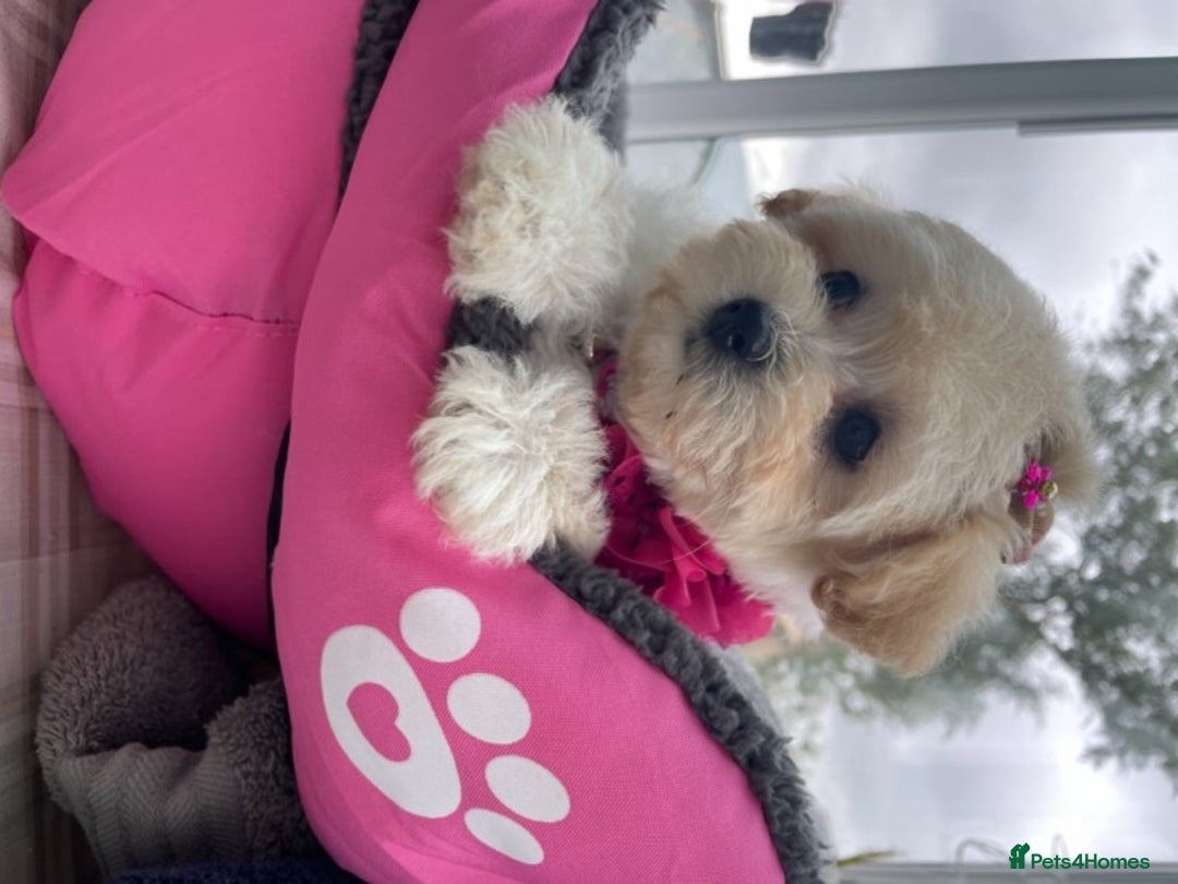 Maltese dogs for stud: Well proven, Kc registered Maltese for stud. in Northampton - Image 17