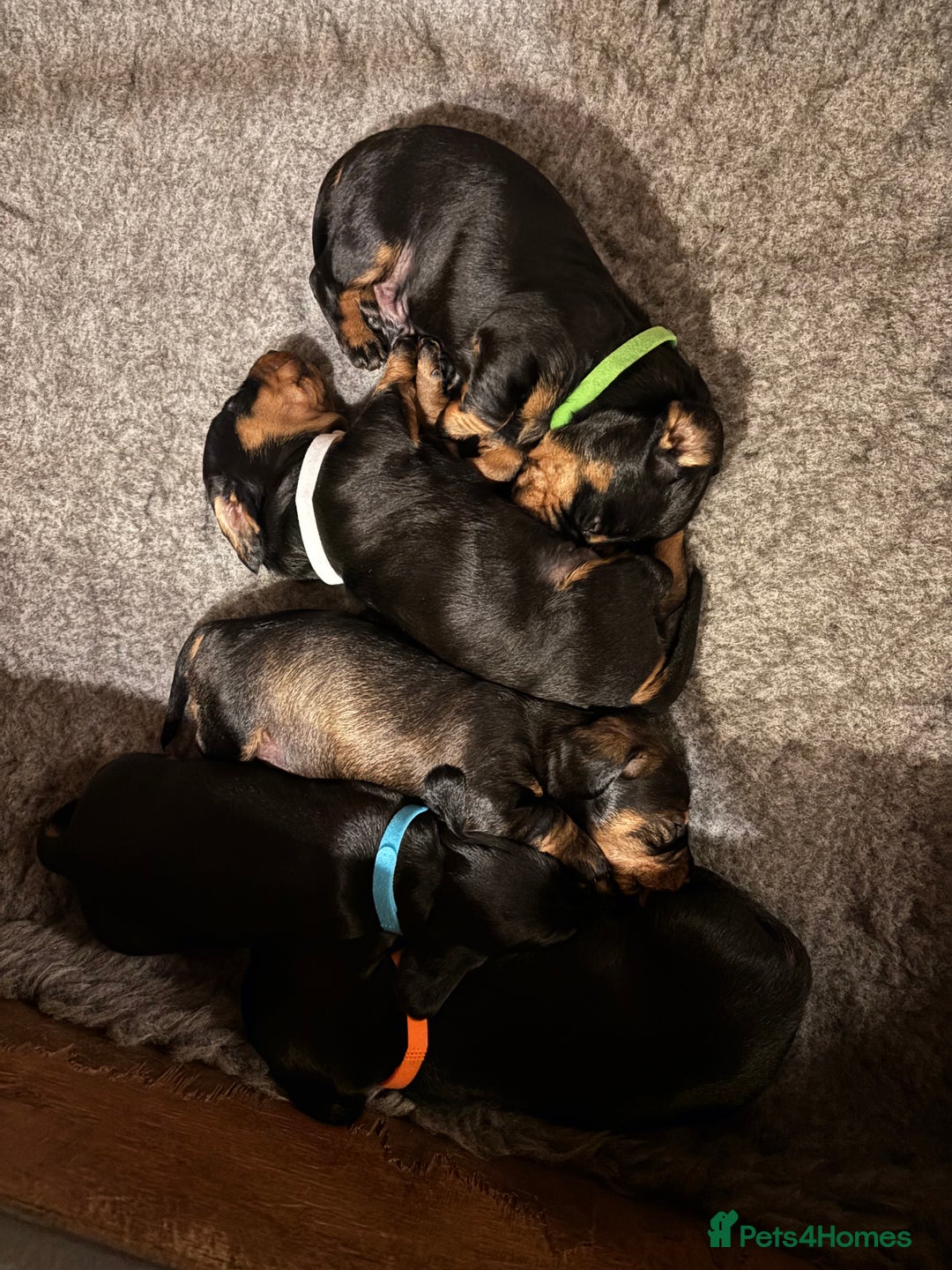 Dachshund dogs for sale: Four beautiful wire haired boys - Advert 8
