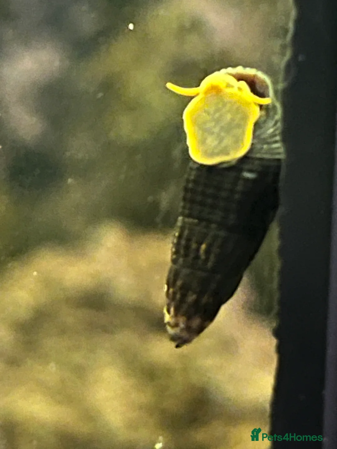 Shrimps fish for sale: Neocaridina shrimp - Advert 3