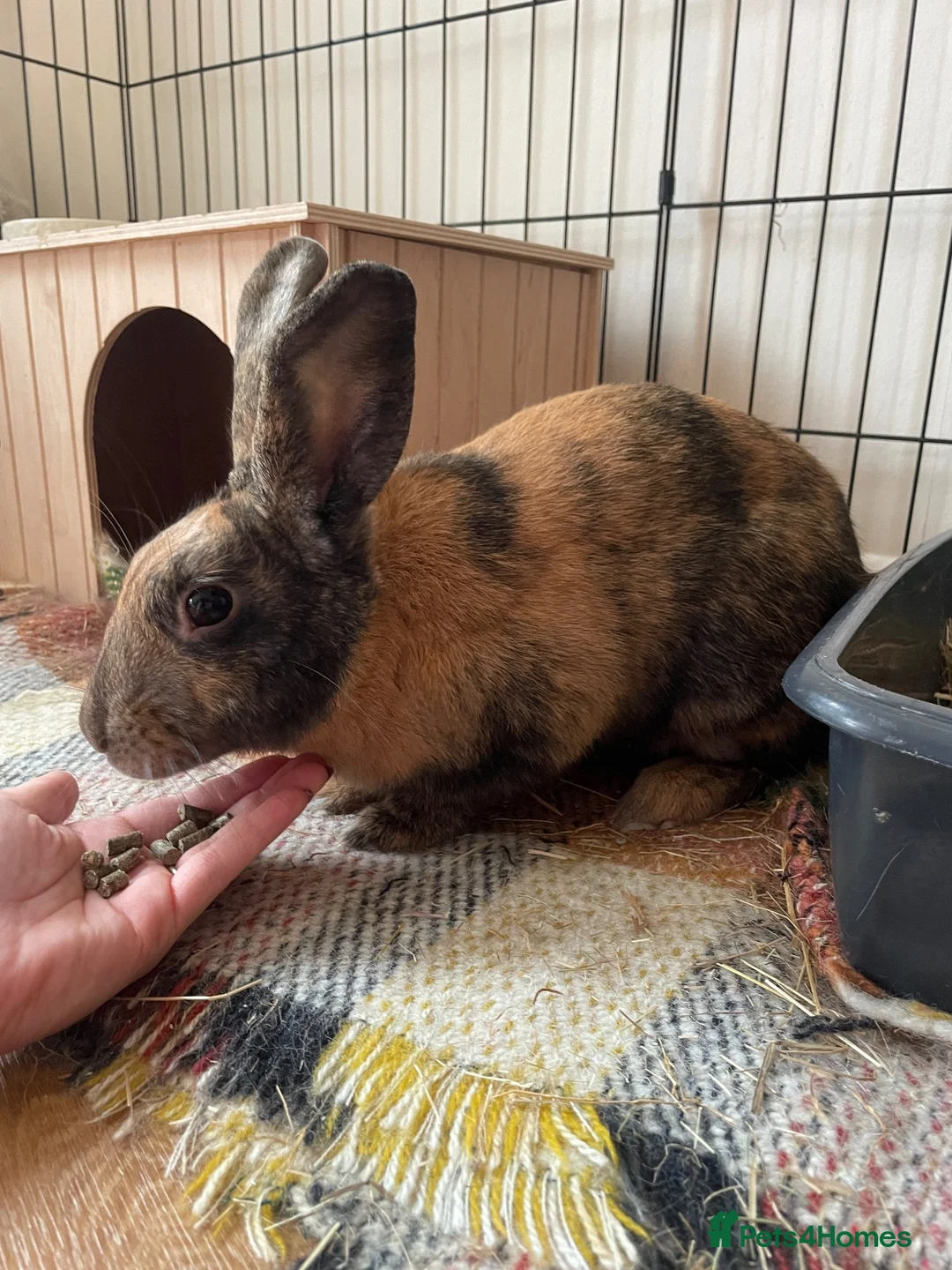 Mixed Breed rabbits for sale: Gorgeous male rabbit in Upminster - Advert 7