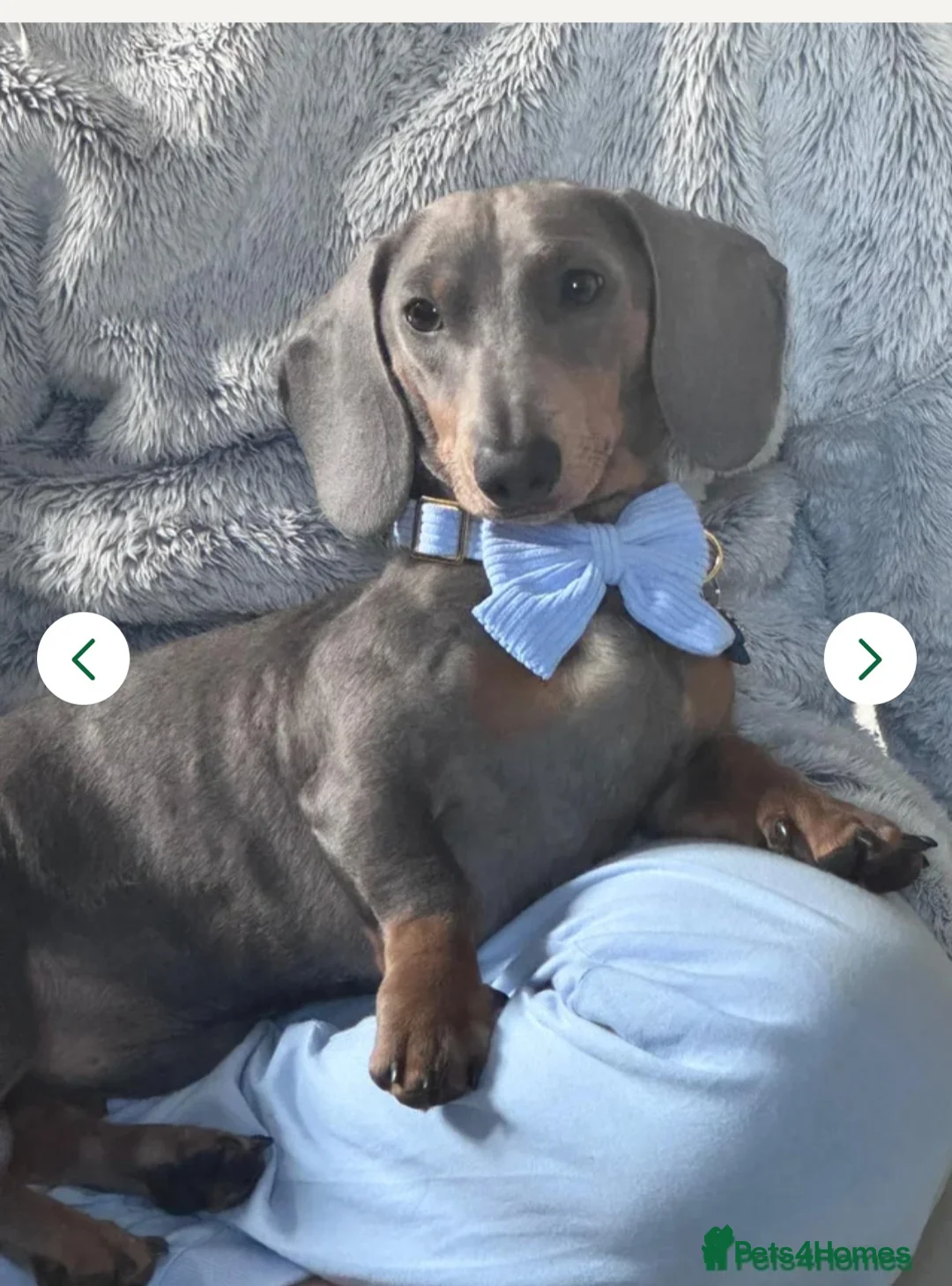Miniature Dachshund dogs for sale: KC Registered Miniature Dachshund Puppies  - Advert 2