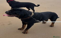 Rottweiler dogs for sale: KC Registered Rottweiler puppies  - Image 5