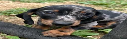 Dachshund dogs for sale: 7 beautiful Dachshunds  - Advert 8