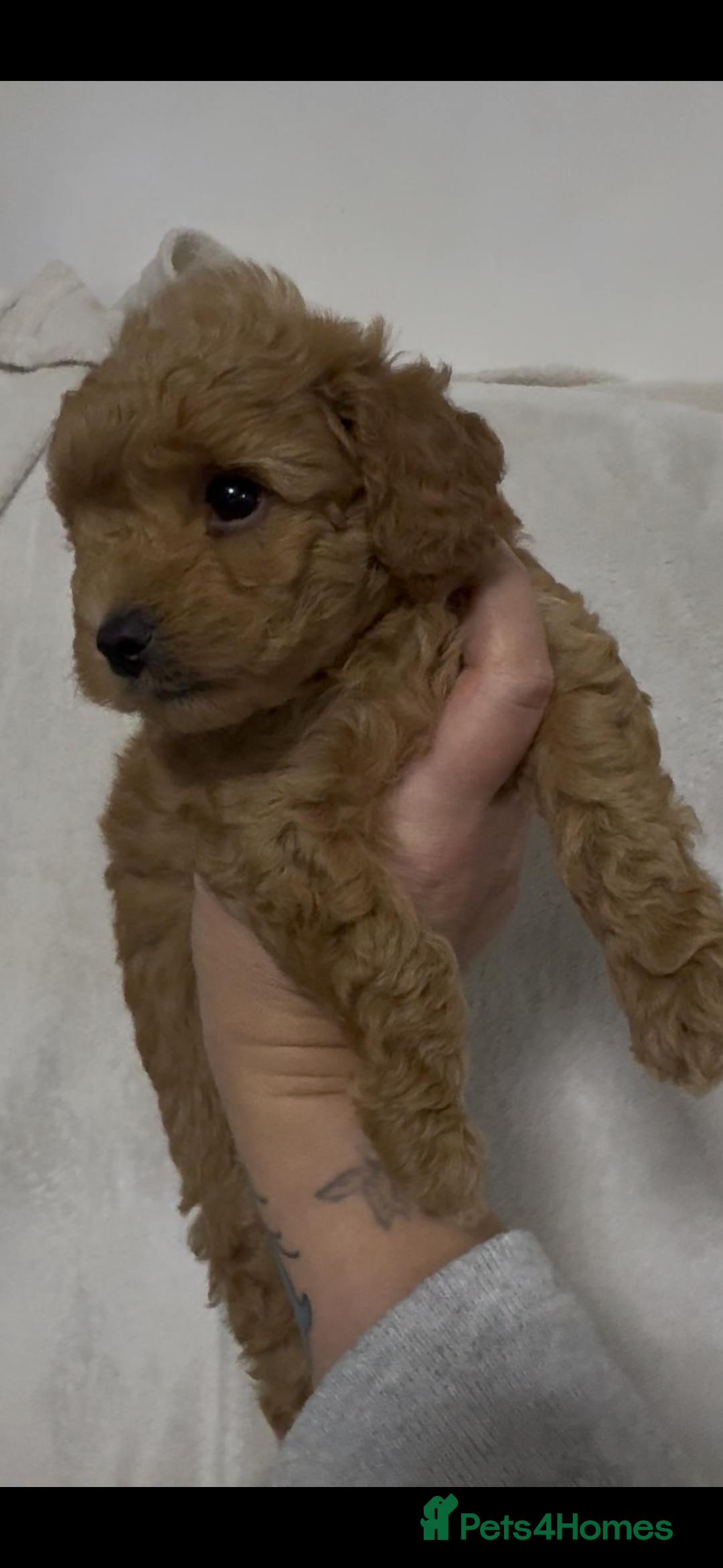 Toy Poodle dogs for sale: Stunning toy poodles  - Image 35