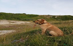 Labrador Retriever dogs for sale: Male Labrador age 5 years  - Image 3