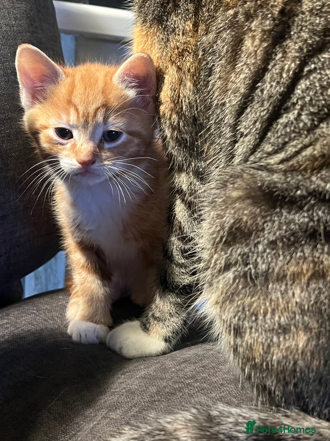 Mixed Breed cats for sale: Energetic ginger kittens and one grey tabby  - Advert 11