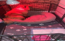 Mixed Breed dogs for sale: Chowbull pups for sale - Image 1