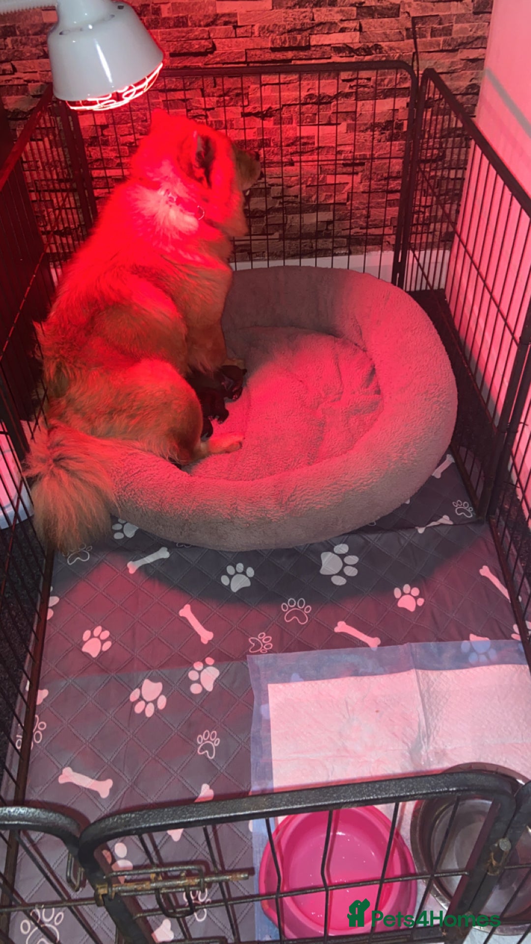Mixed Breed dogs for sale: Chowbull pups for sale - Image 1