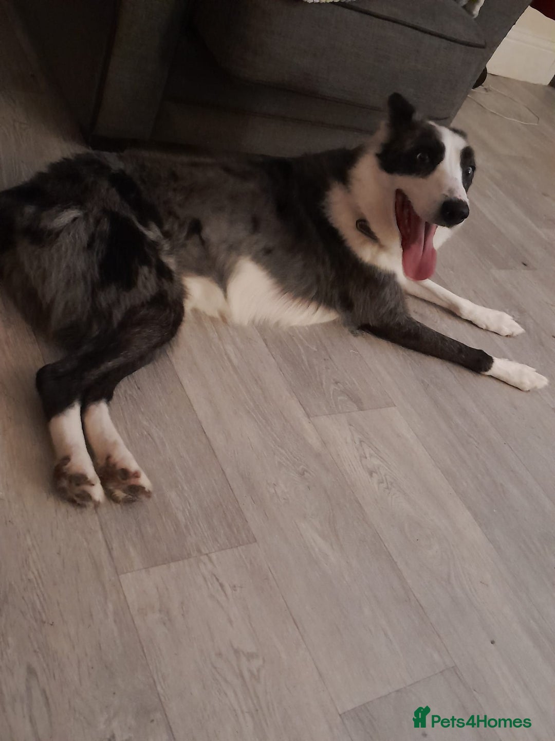 Border Collie dogs for sale: Border collie blue murle for sale - Image 2