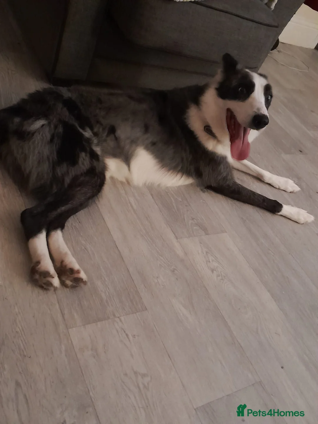 Border Collie dogs for sale: Border collie blue murle for sale - Advert 2