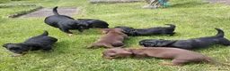Miniature Dachshund dogs for sale: Miniature dachshund puppies  - Advert 14