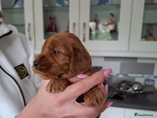 Cockapoo dogs Cockapoo puppies - Advert 6
