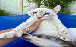 Savannah cats for sale: Superb polydactyl curled eared snow leopard  - Image 4