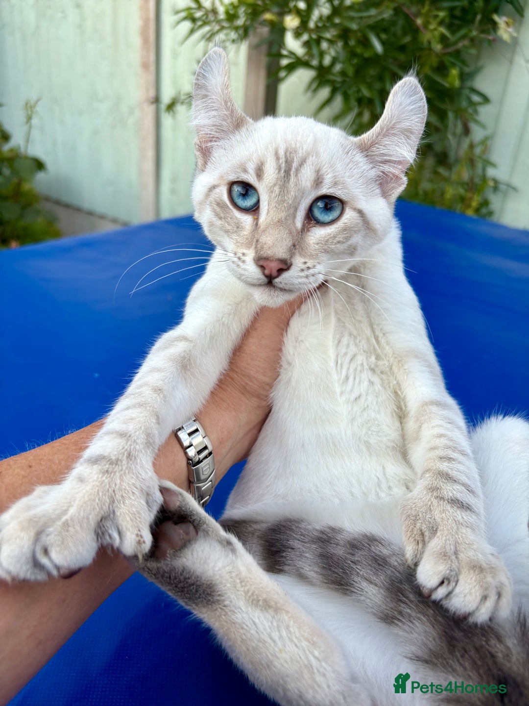 Savannah cats for sale: Superb polydactyl curled eared snow leopard  - Image 4