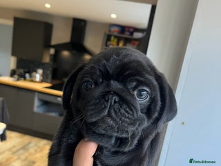 Pug dogs MALE PUG PUPPIES, READY TO LEAVE - Advert 1